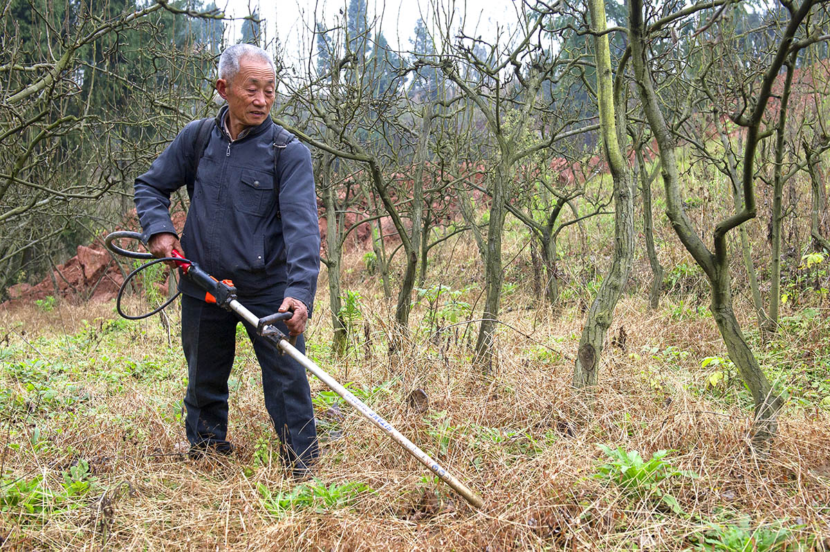 4.果园除草增收益.jpg