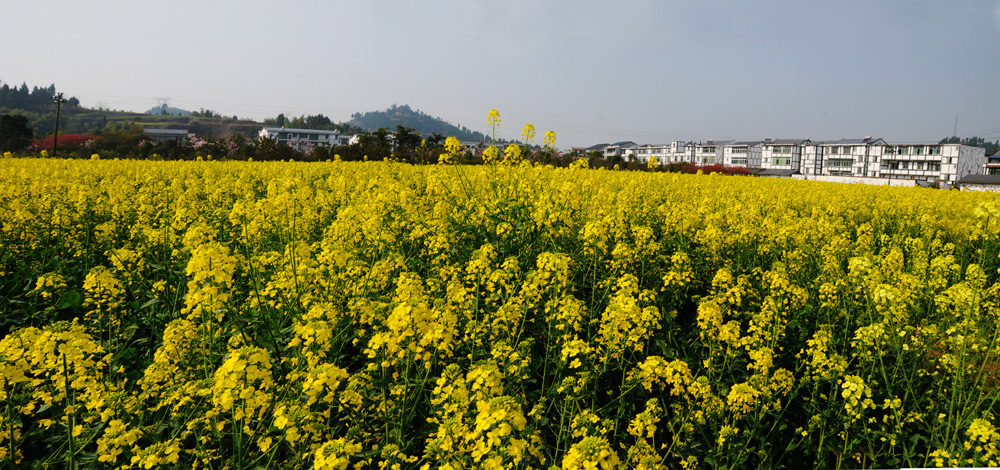 白沙村新农村全景图1.jpg