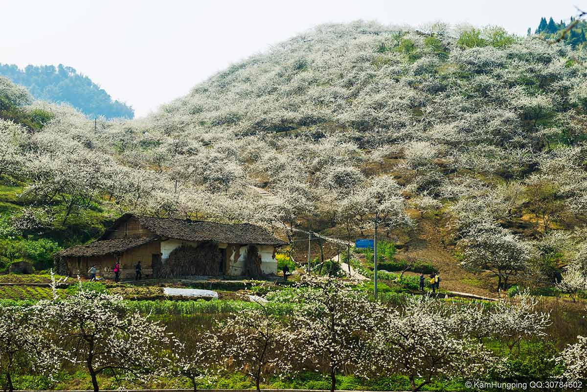 2014-03-17重庆市渝北区统景镇印合村李花节13.jpg