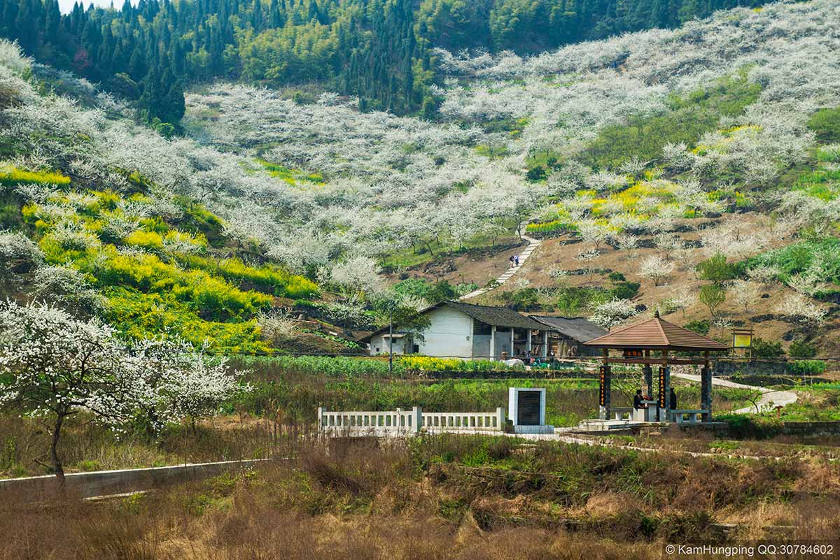 2014-03-17重庆市渝北区统景镇印合村李花节14.jpg