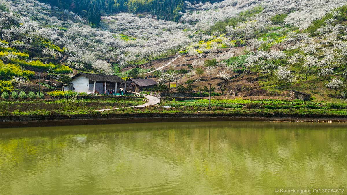 2014-03-17重庆市渝北区统景镇印合村李花节12.jpg