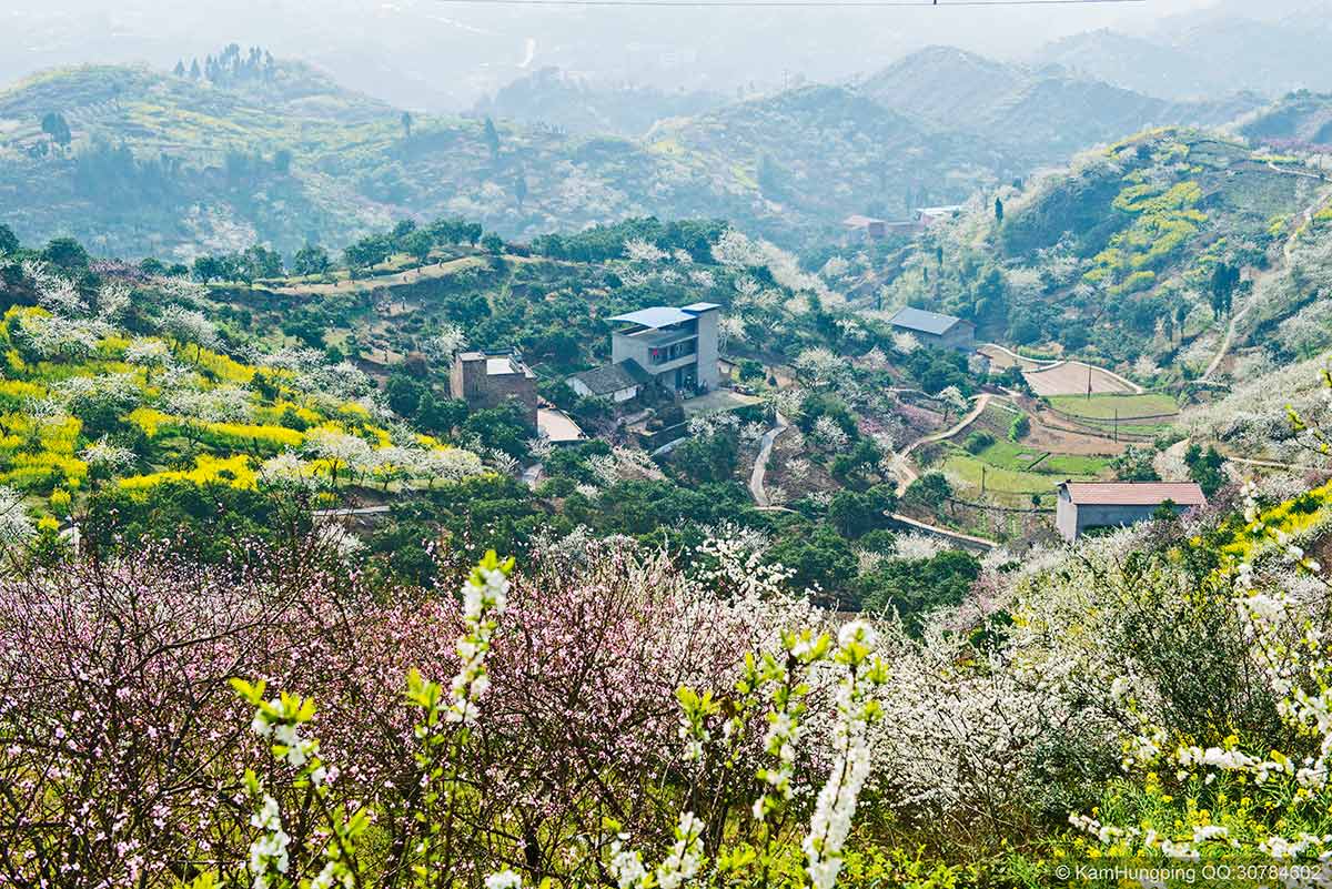 2014-03-17重庆市渝北区统景镇印合村李花节08.jpg