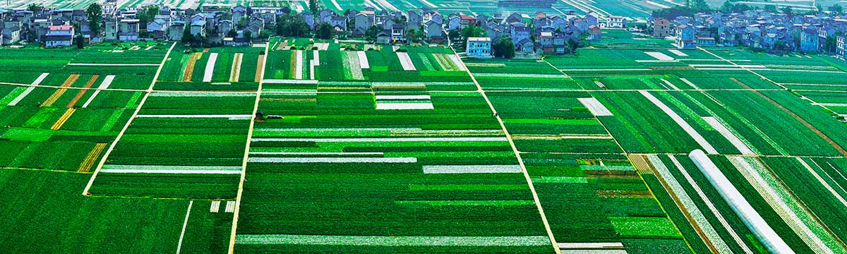 5.绿色菜都满眼春目前，重庆潼南县已建成标准化的保供蔬菜基地面积达到30万亩，年种植.jpg
