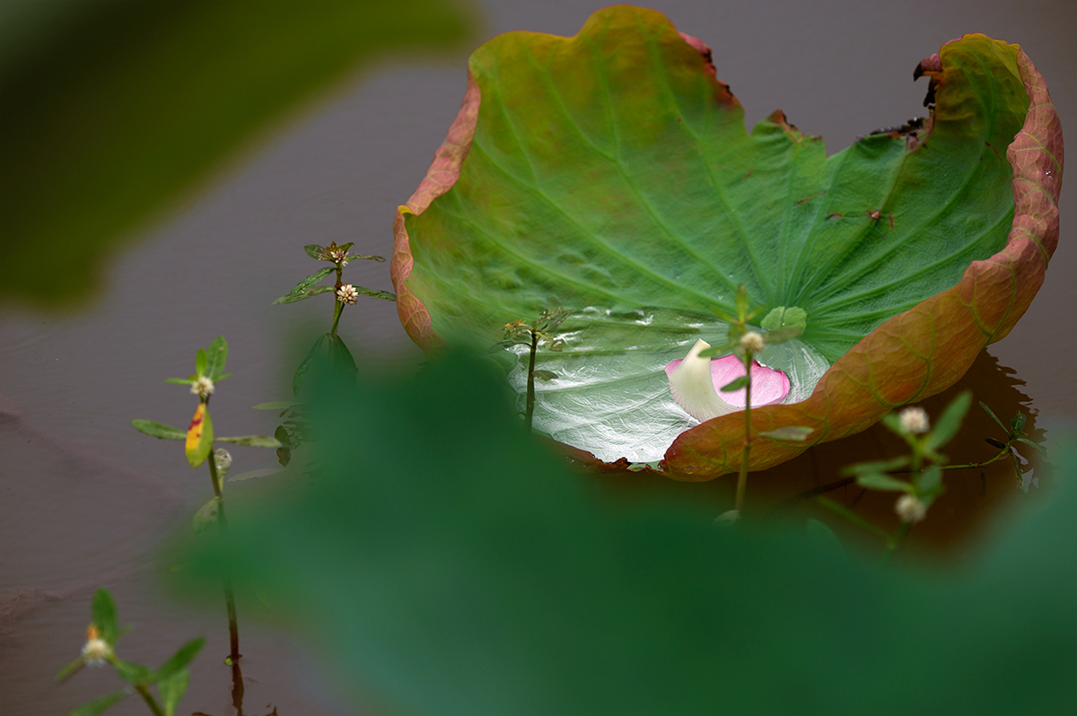 花魄叶魅永相依1.jpg