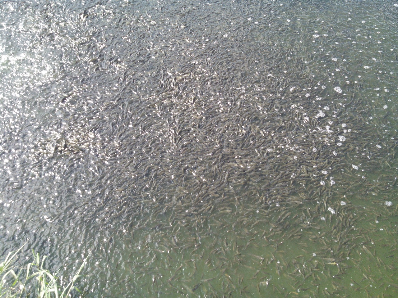 IMG_20140721_160816.jpg