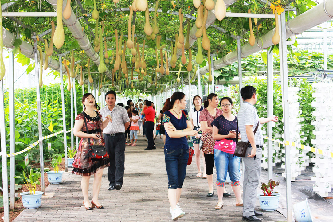 “看变化、爱潼南”之来自四面八方的游客在太安蔬菜博览园里观赏蔬菜。.jpg