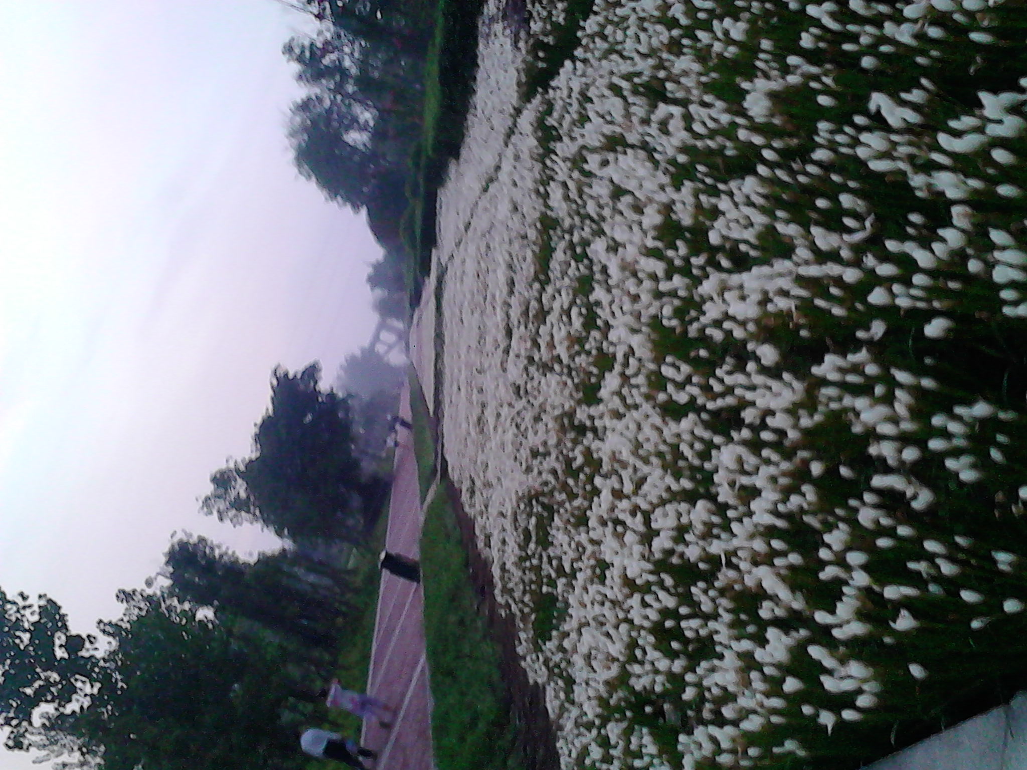 IMG_20140903_063120.jpg