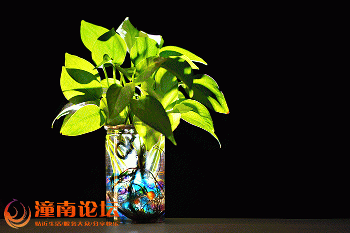 水养植物-刘德光摄.gif