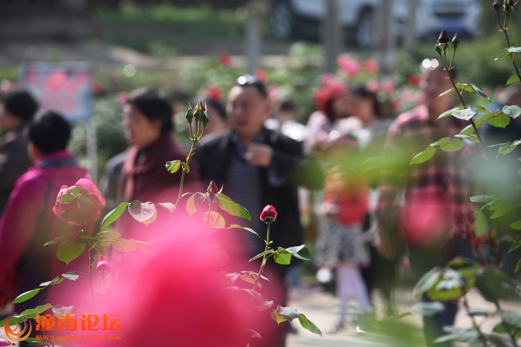 玫瑰花节游人如植