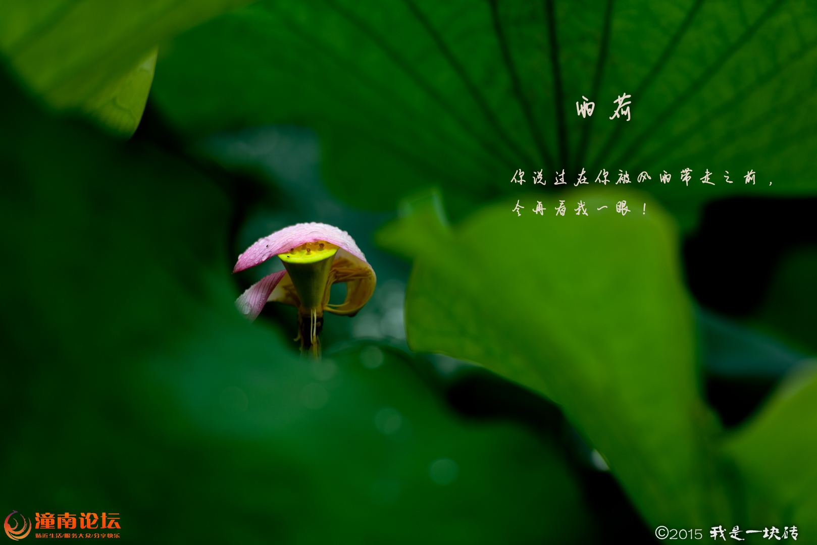 20150629-_DSC6406-编辑.jpg