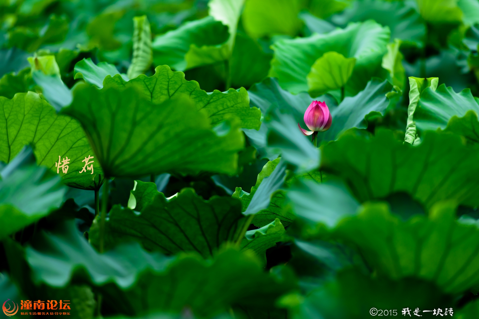 20150629-_DSC6385-编辑.jpg