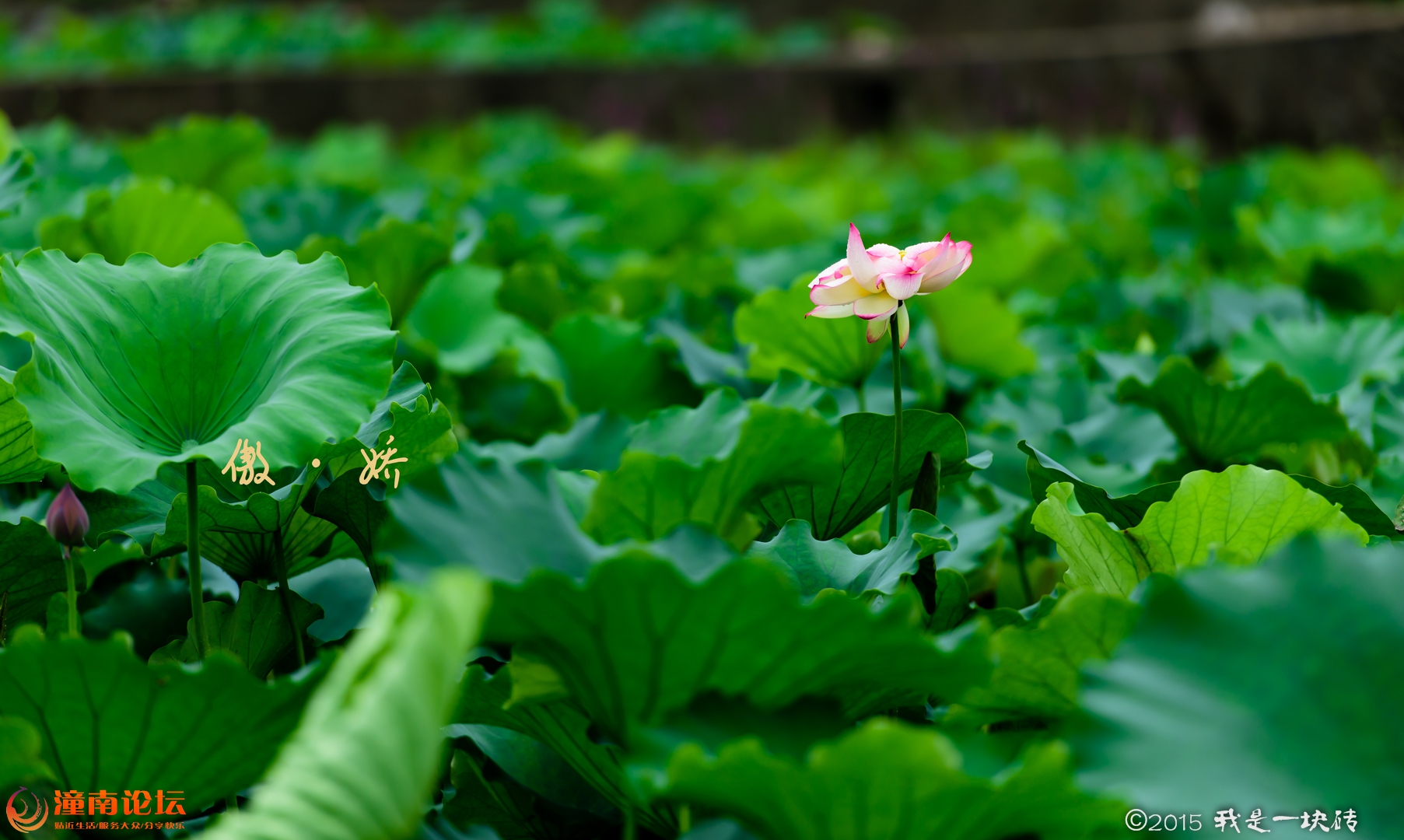 20150629-_DSC6392-编辑.jpg