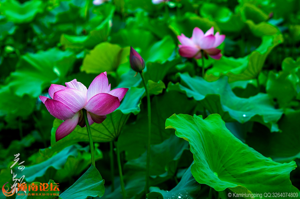 2015-07-04大足荷花山庄_雨荷03.jpg