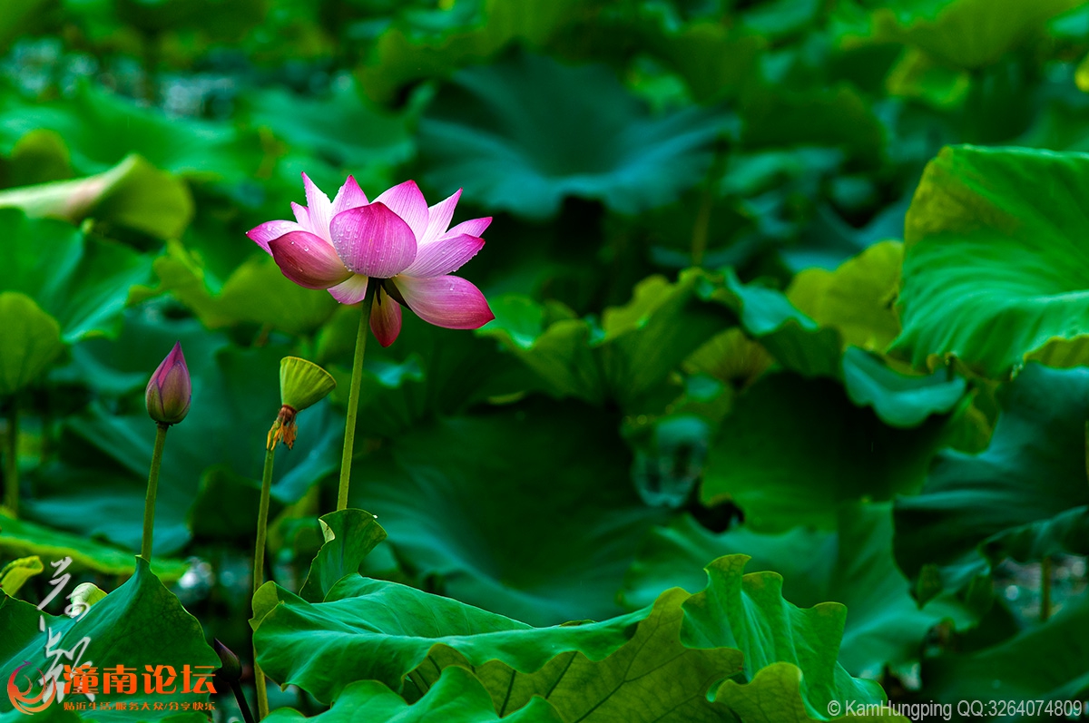 2015-07-04大足荷花山庄_雨荷05.jpg