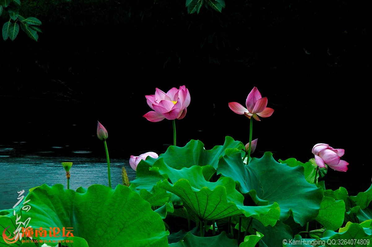 2015-07-04大足荷花山庄_雨荷07.jpg