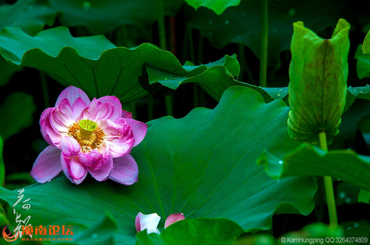 82015-07-04大足荷花山庄_雨荷09.jpg