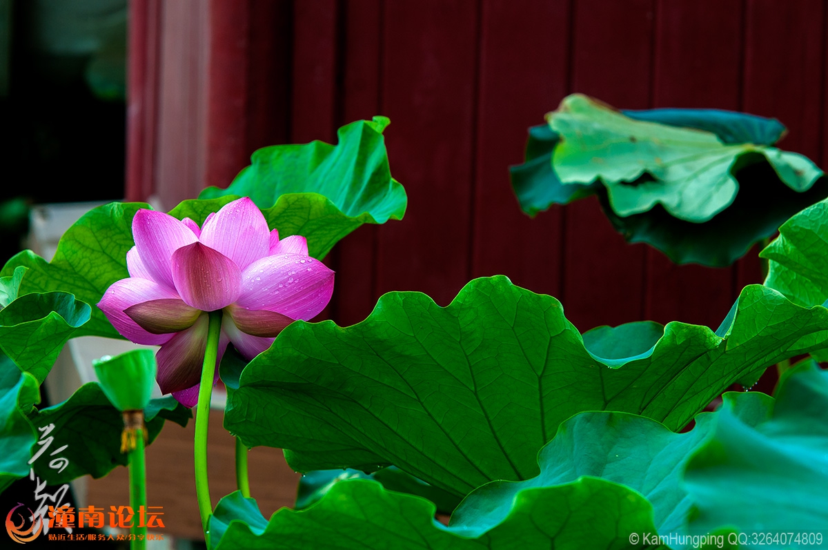 82015-07-04大足荷花山庄_雨荷11.jpg