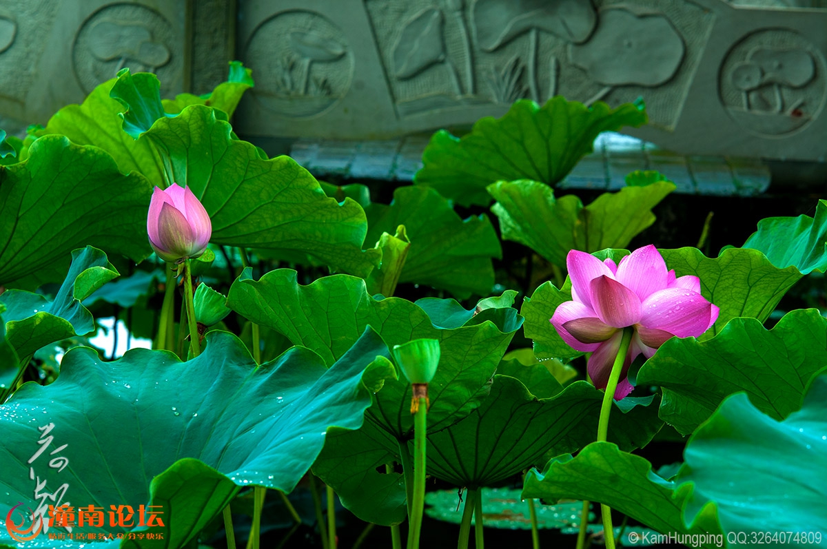 82015-07-04大足荷花山庄_雨荷12.jpg