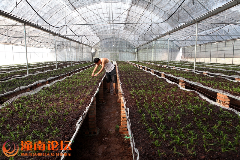 古溪双庙村石斛种植基地 张定文摄