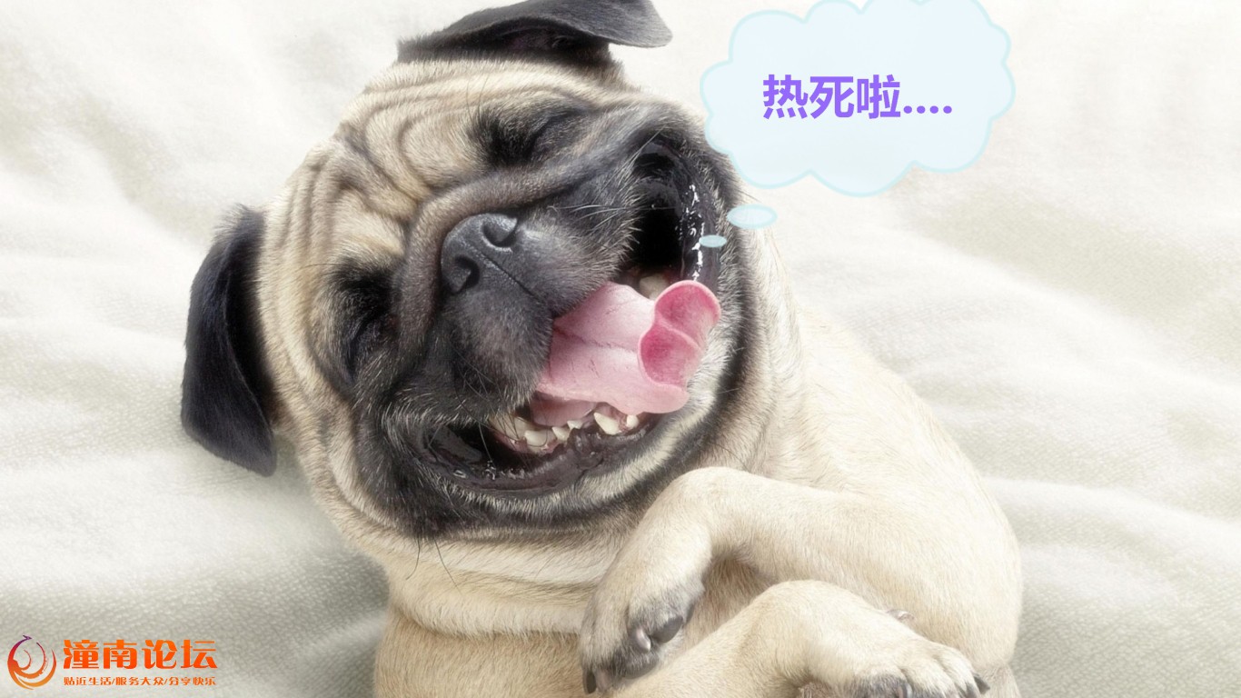 funny-pug-laughing-wallpaper-1366x768-531f2c4ea7ed2_看图王.jpg