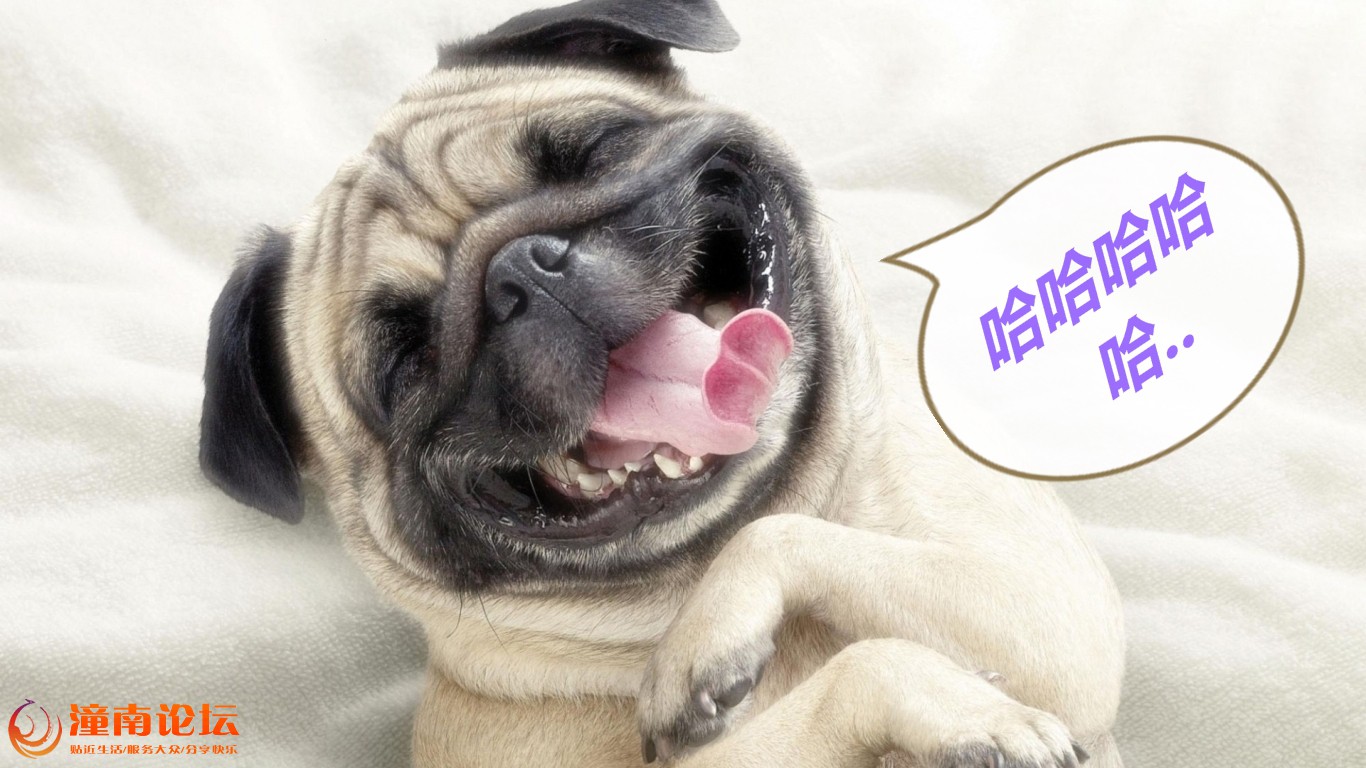 funny-pug-laughing-wallaper-1366x768-531f2c4ea7ed2_看图王.jpg