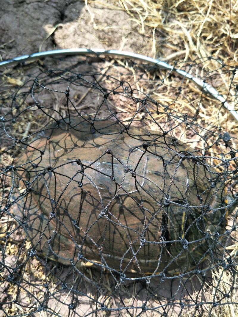 IMG20170730145228.jpeg