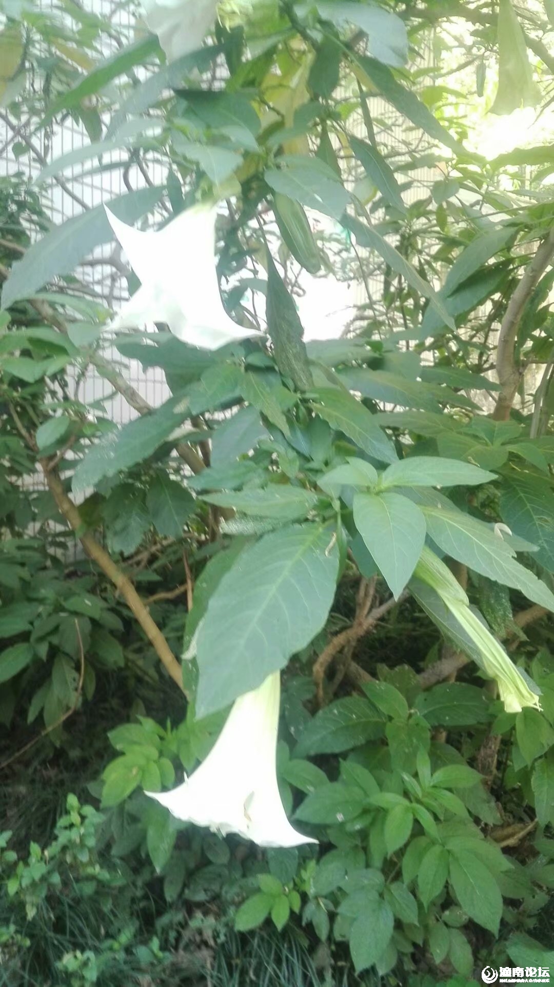 花3psc.jpg
