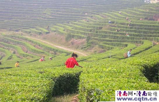 茶園風光，盡收眼底