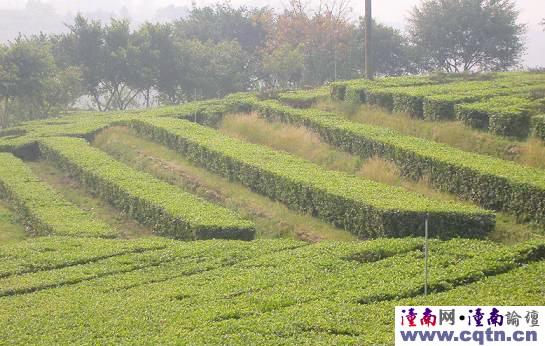 全國觀光農業示范基地----潼南東升茶場