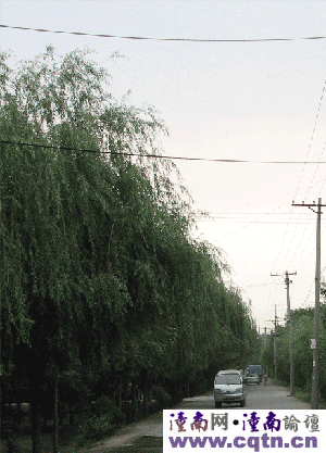 过铁道后的大片柳林