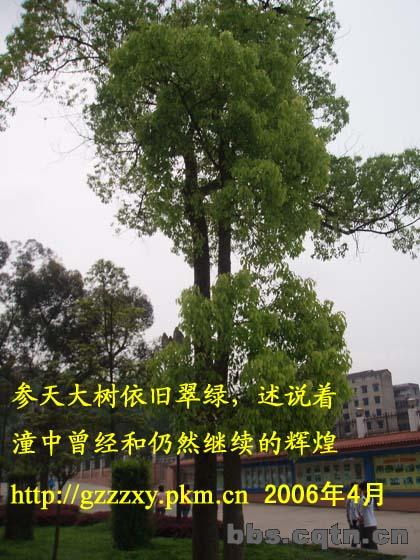 潼南中学大树.jpg