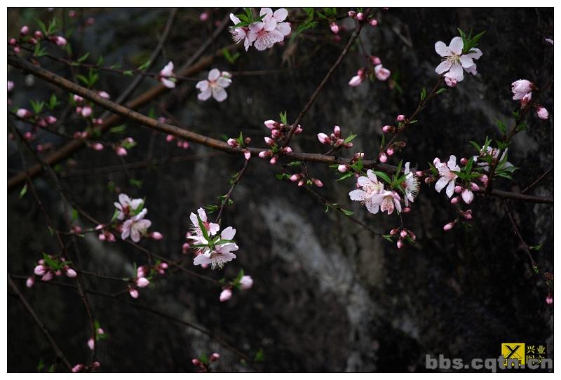 桃花