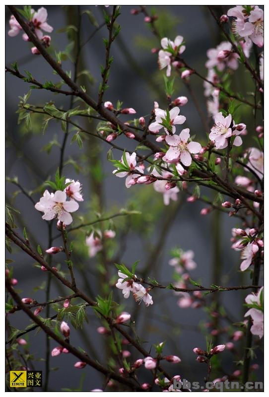 孤独的桃花