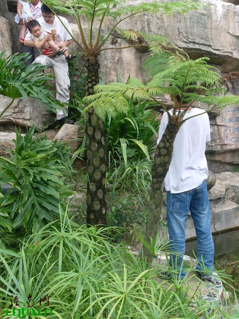 不知是什么植物