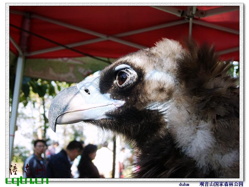 座山雕，又叫秃鹫