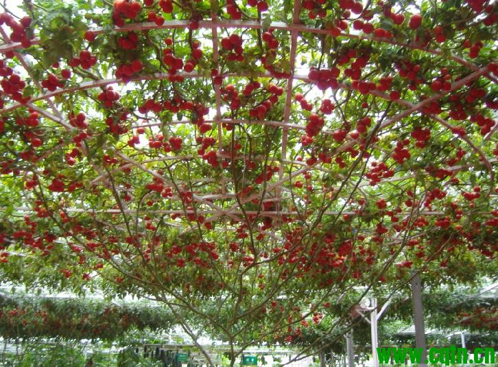 株径四十米的西红柿树