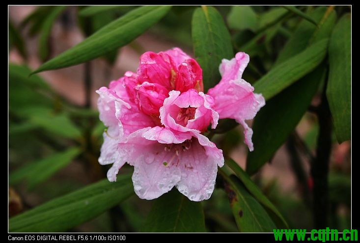 杜鹃花