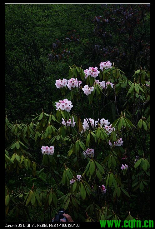 杜鹃花