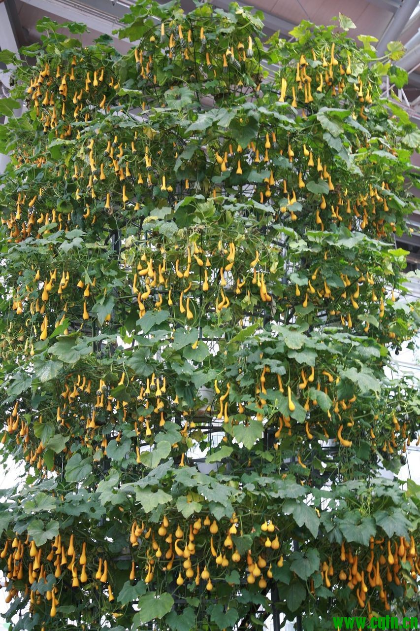 惊人的南瓜树，一条藤上有上千条瓜