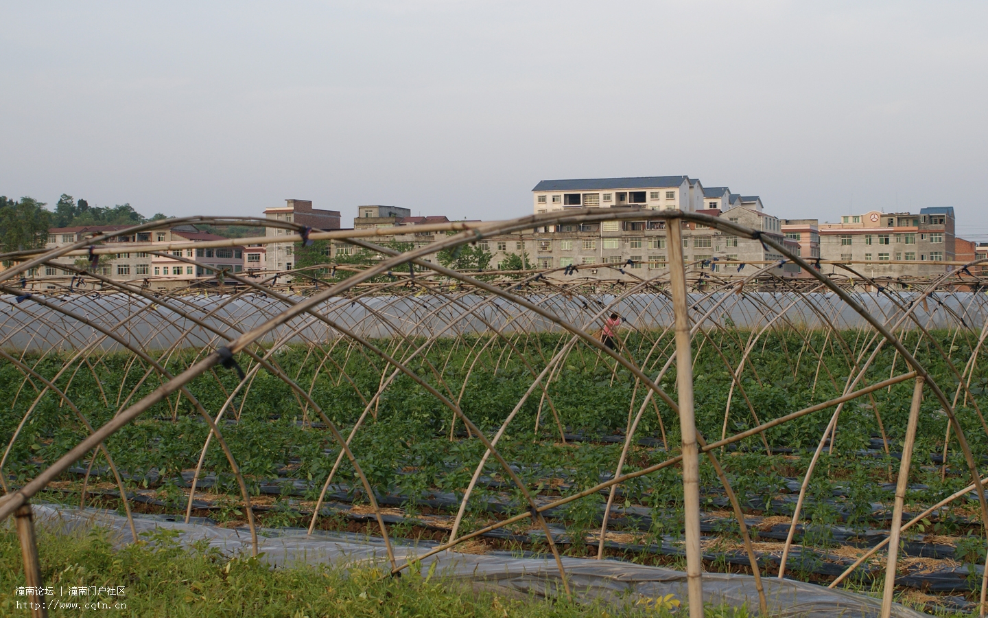 大棚小景.jpg