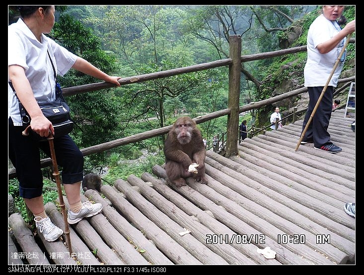 九十九道拐的猴子根本不怕人，在这里到处都是景区的工作人员在旁边站着，以免伤着游人。