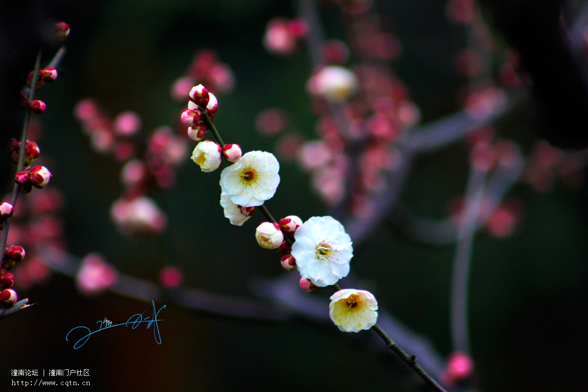 莘庄公园梅花14.jpg