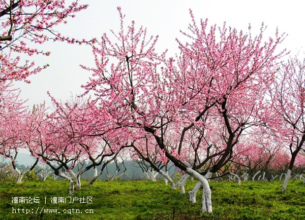 金山桃花