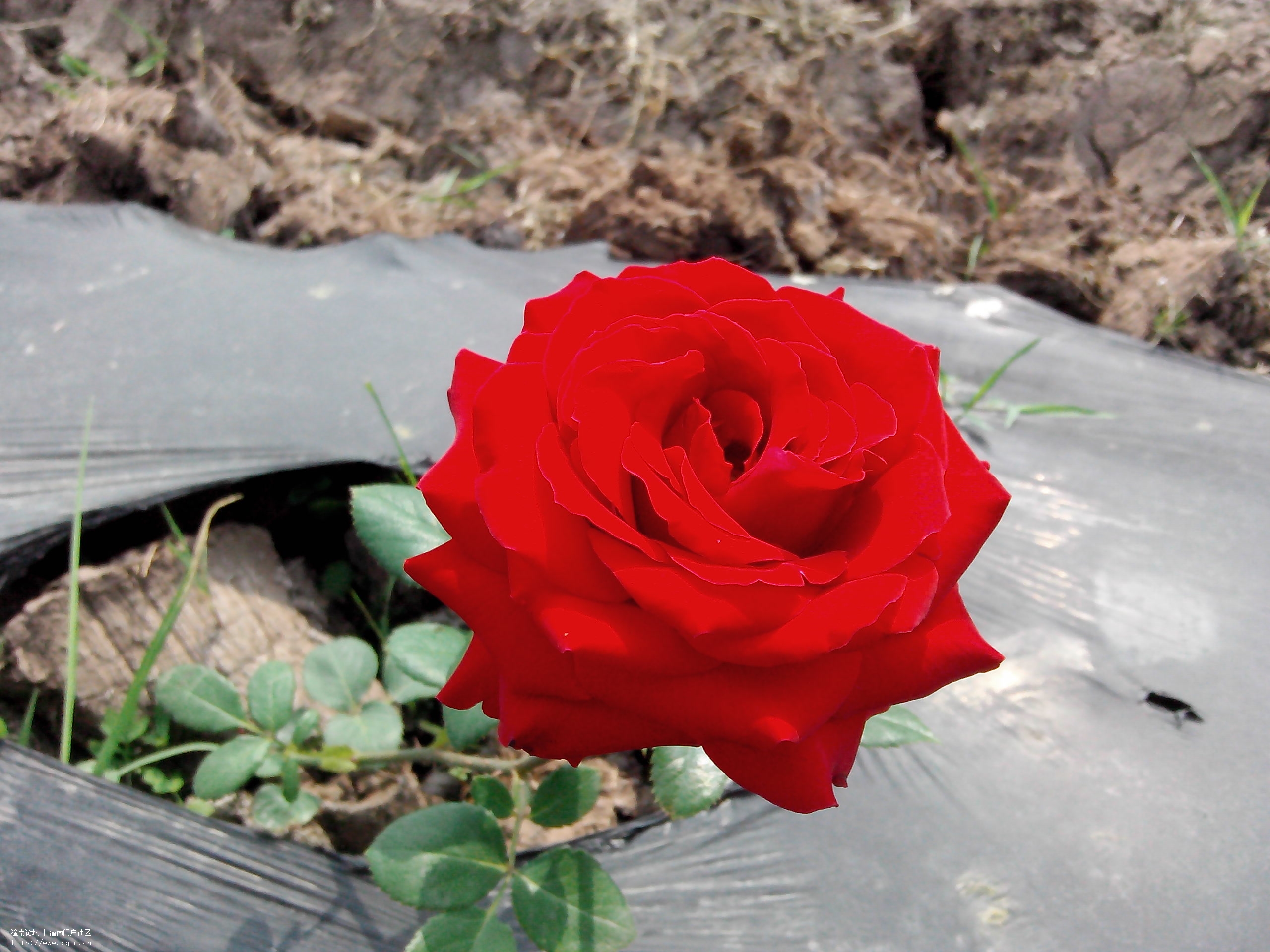 IMG_20130426_102507.jpg