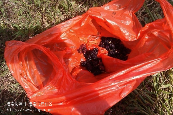 桑葚