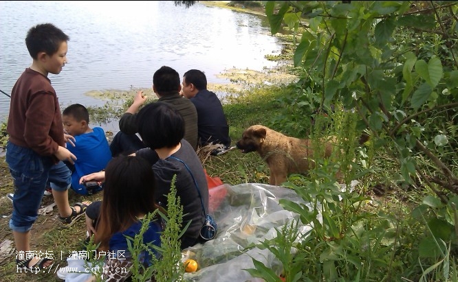可爱的小狗狗也来年